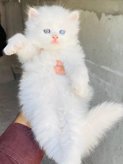 Blue Eyes White Female kitten