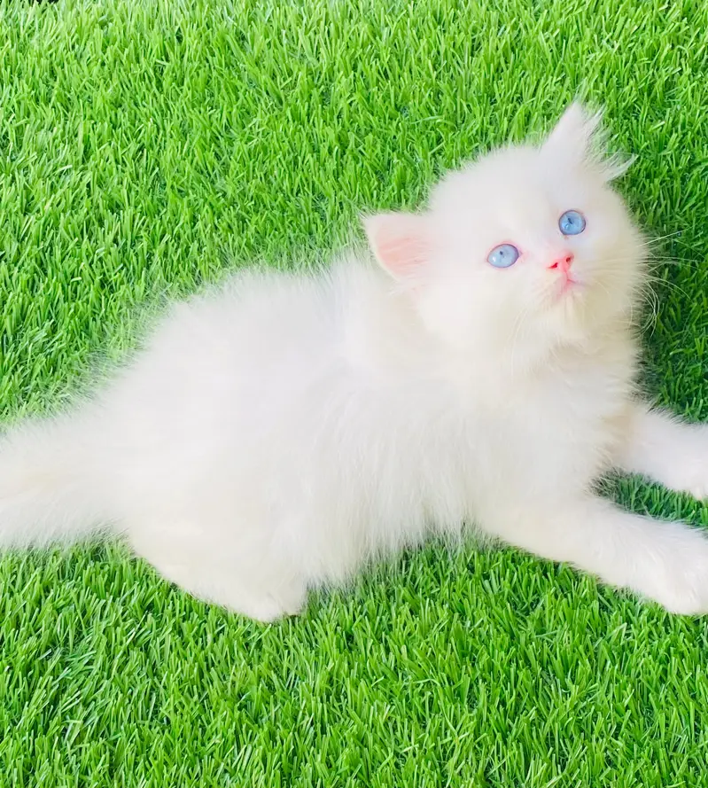 Blue Eyes White Female kitten — photo 2