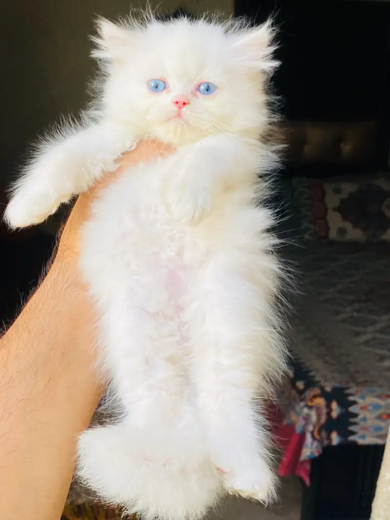 Blue Eyes White Female kitten — photo 3