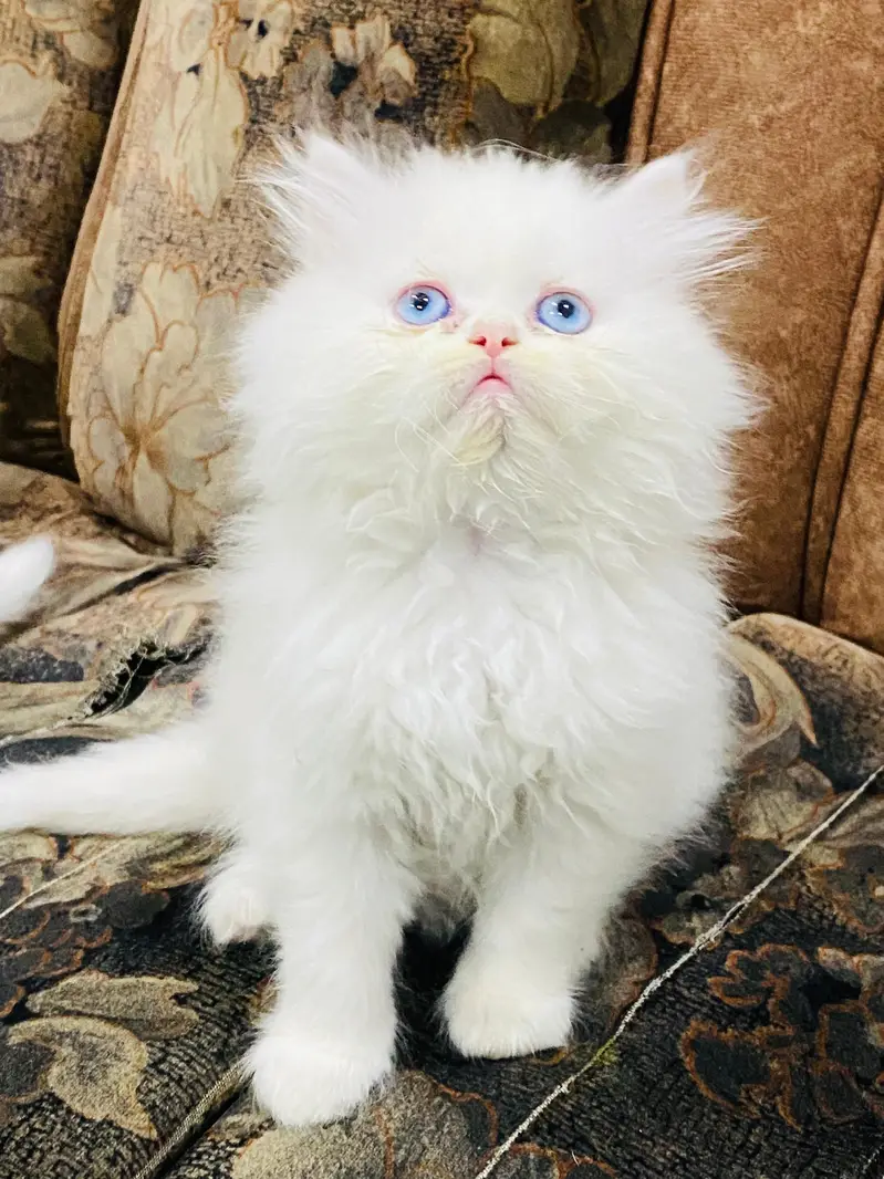 Blue Eyes White Female kitten — photo 4