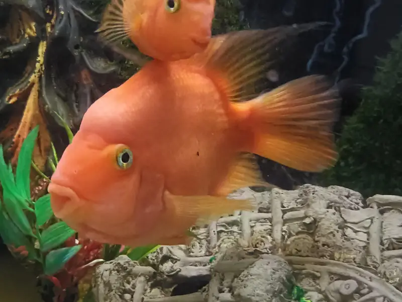 Urgent selling full Aquarium - Interested peoples contact
