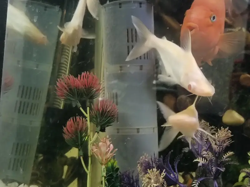 Urgent selling full Aquarium - Interested peoples contact — photo 2