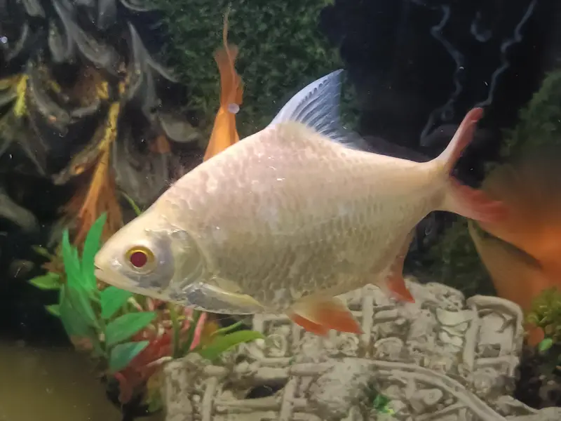 Urgent selling full Aquarium - Interested peoples contact — photo 3