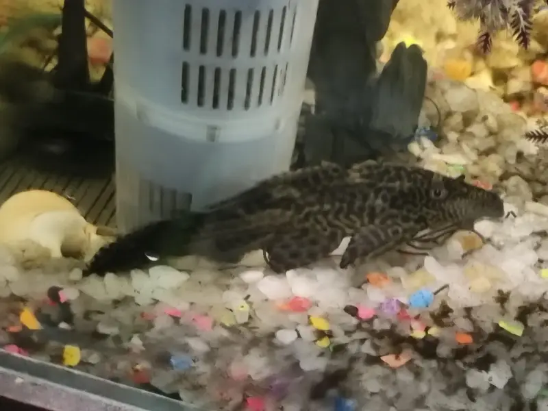 Urgent selling full Aquarium - Interested peoples contact — photo 4