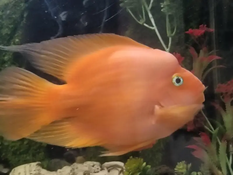 Urgent selling full Aquarium - Interested peoples contact — photo 5