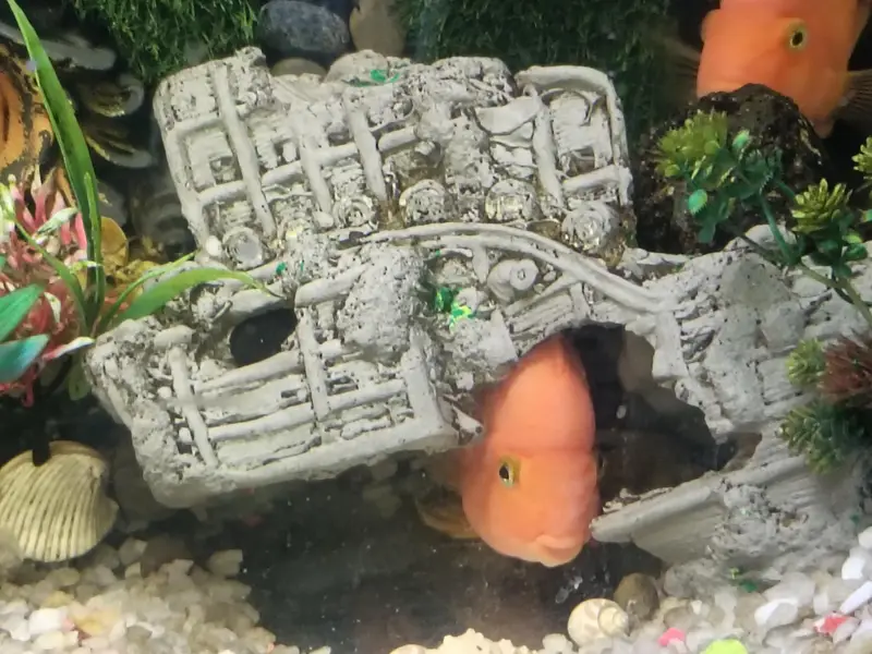 Urgent selling full Aquarium - Interested peoples contact — photo 6