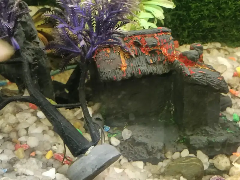 Urgent selling full Aquarium - Interested peoples contact — photo 7