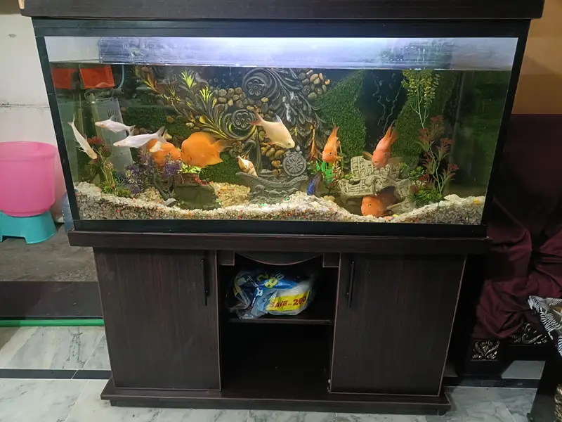 Urgent selling full Aquarium - Interested peoples contact — photo 10