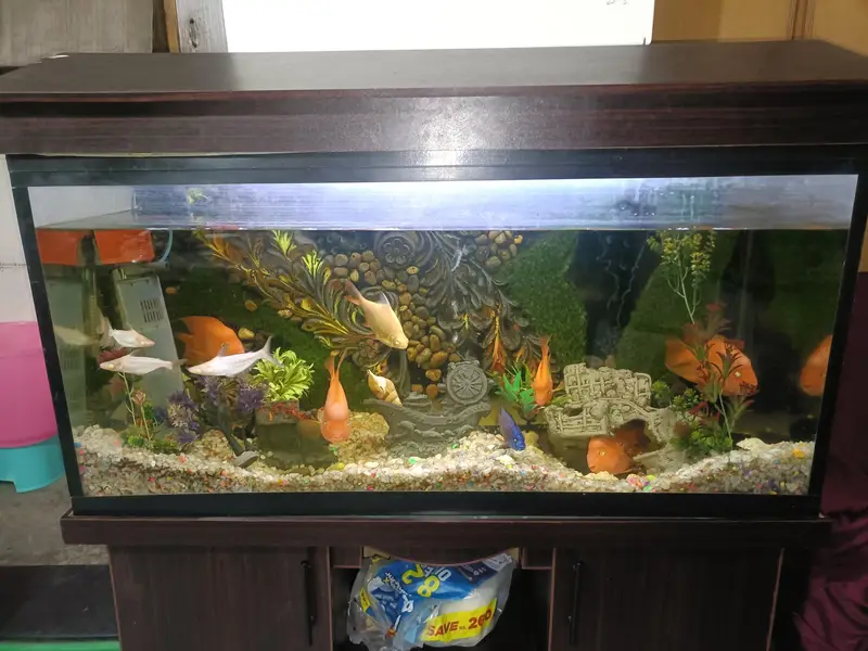 Urgent selling full Aquarium - Interested peoples contact — photo 11