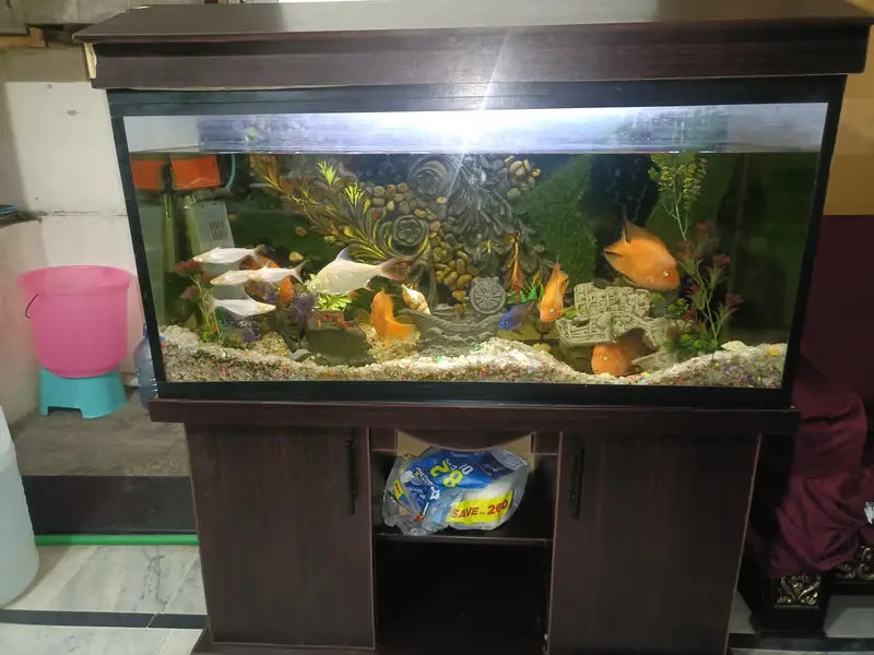 Urgent selling full Aquarium - Interested peoples contact — photo 12