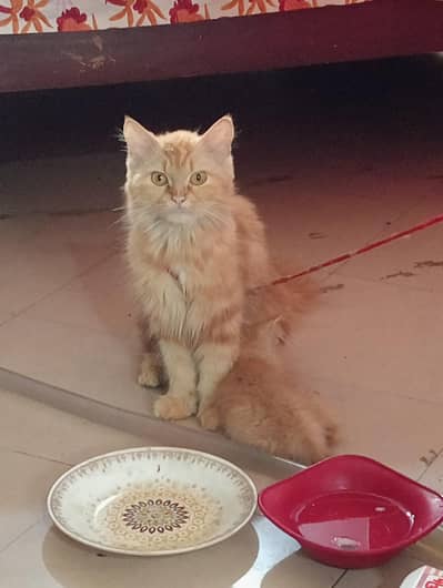 cat and kitten for sale