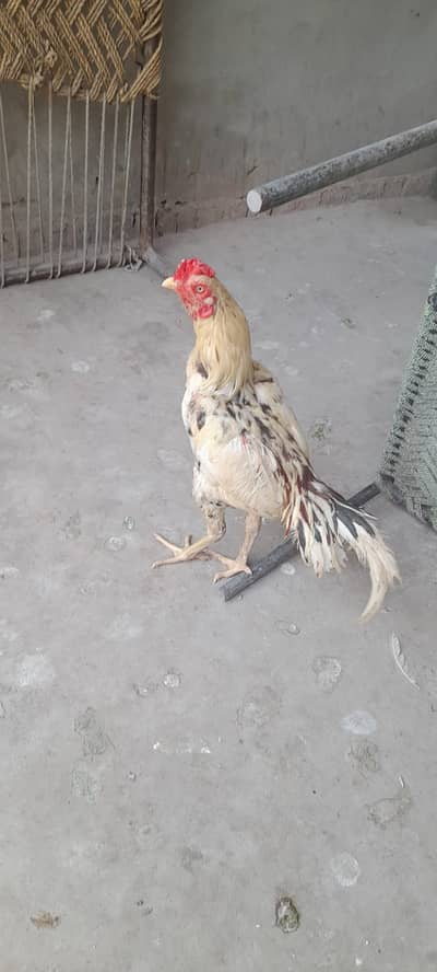 Aseel for sale Minwali and Sindhi Cross ( 03127185134 )