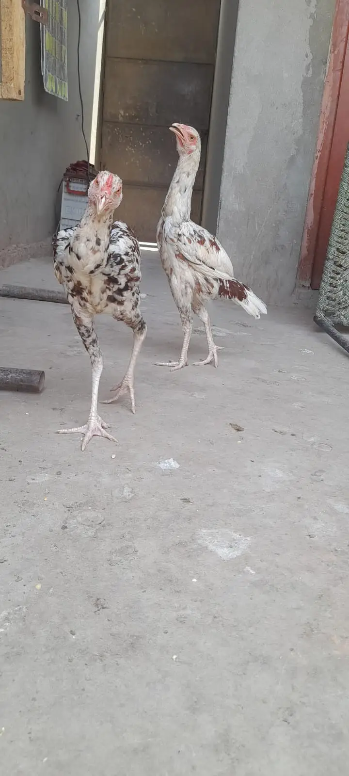 Aseel for sale Minwali and Sindhi Cross ( 03127185134 ) — photo 2