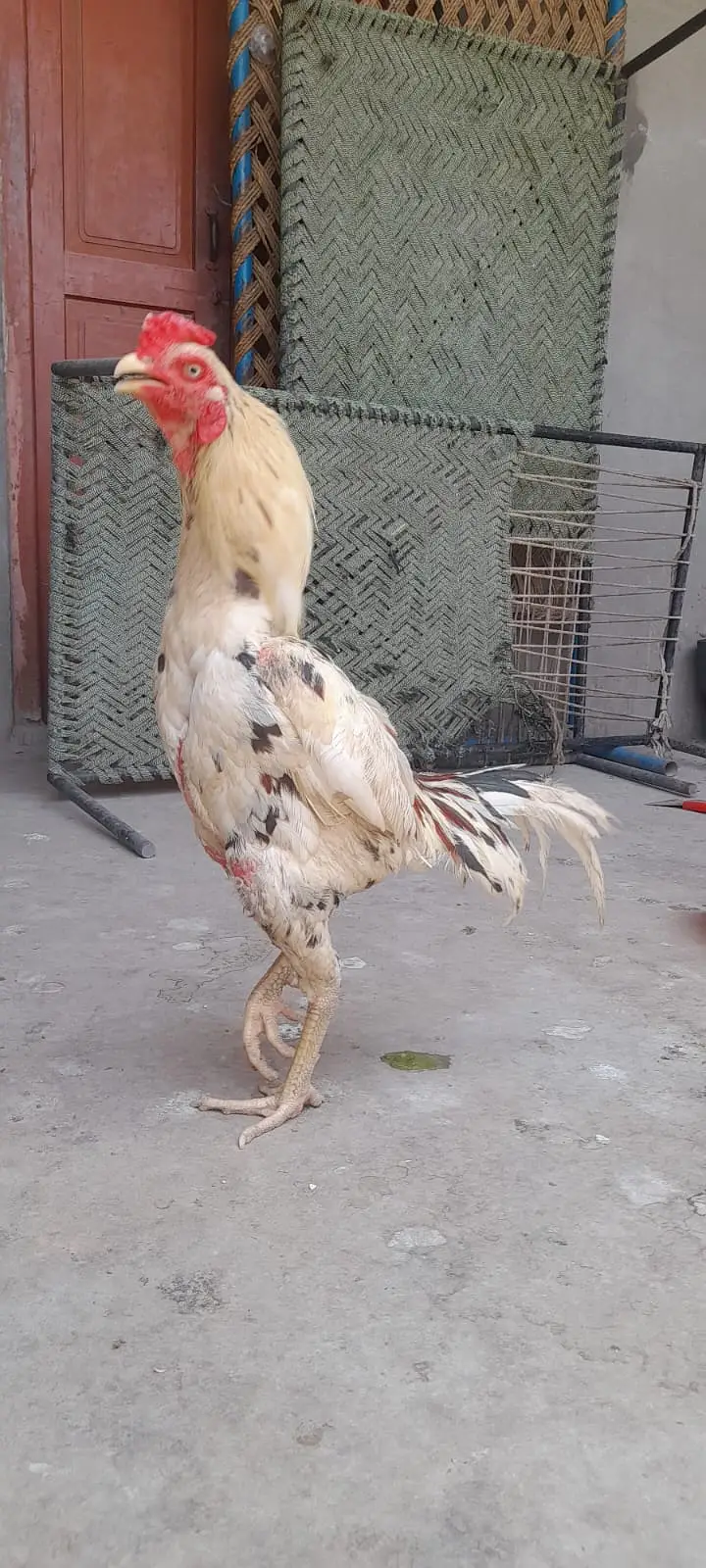 Aseel for sale Minwali and Sindhi Cross ( 03127185134 ) — photo 4