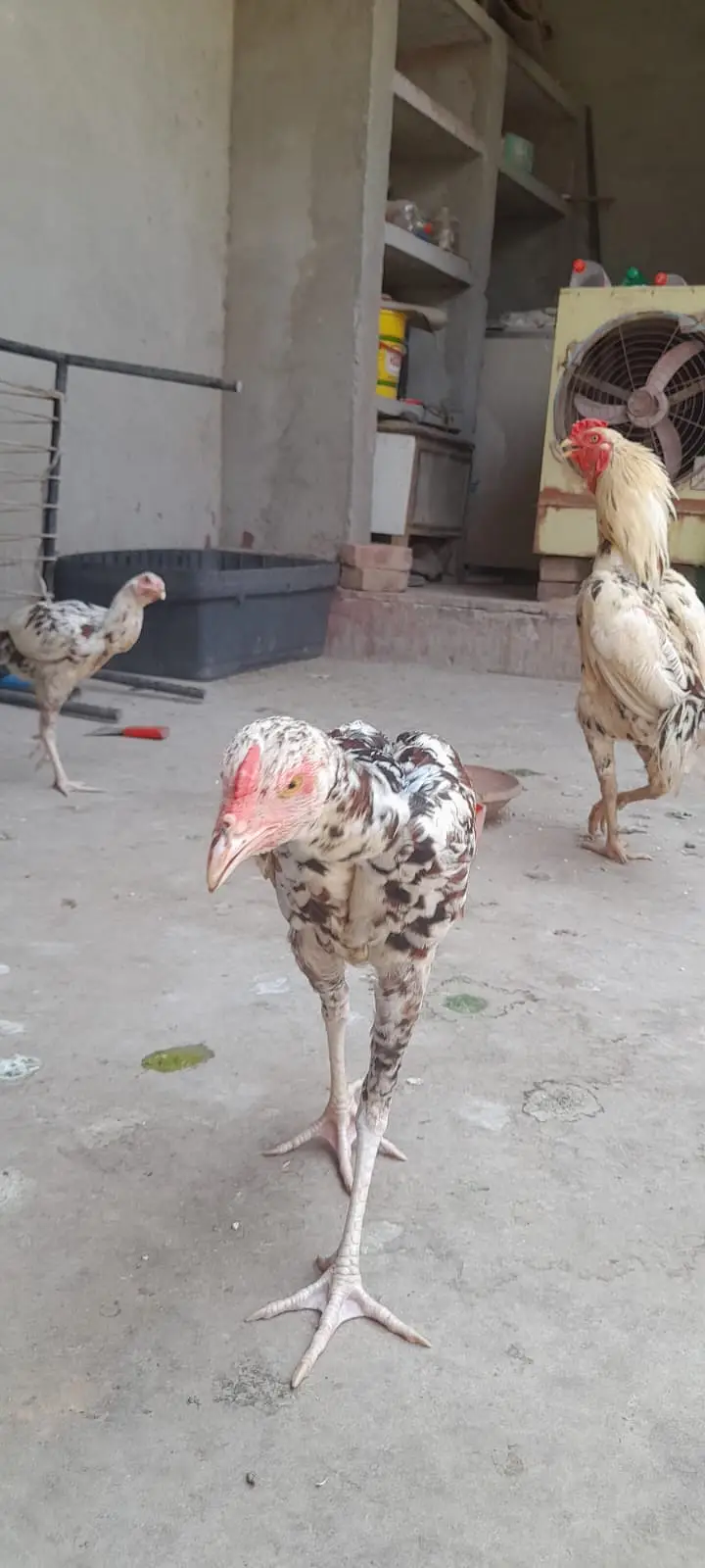 Aseel for sale Minwali and Sindhi Cross ( 03127185134 ) — photo 5