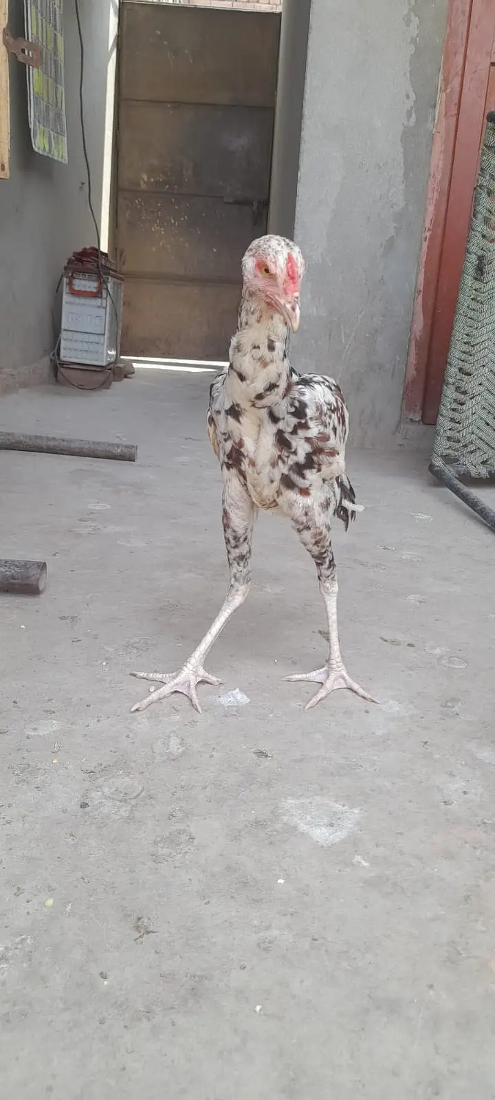 Aseel for sale Minwali and Sindhi Cross ( 03127185134 ) — photo 7