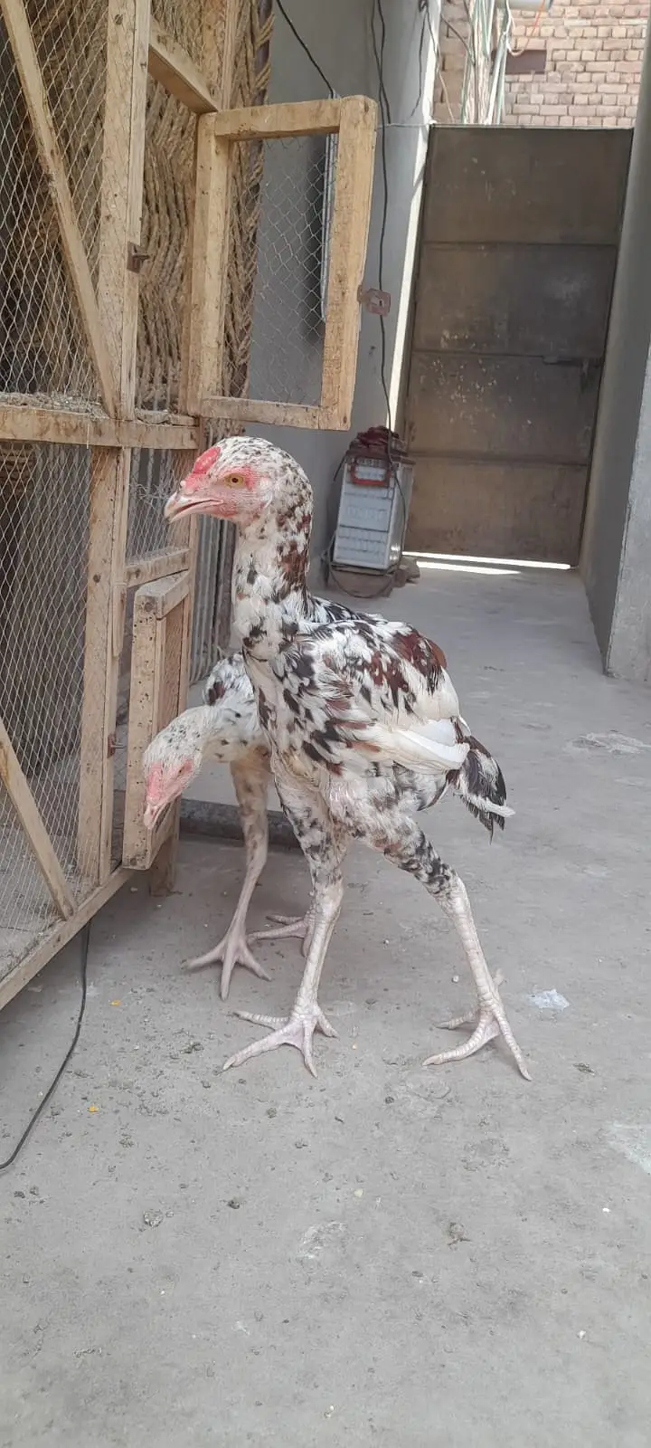Aseel for sale Minwali and Sindhi Cross ( 03127185134 ) — photo 8