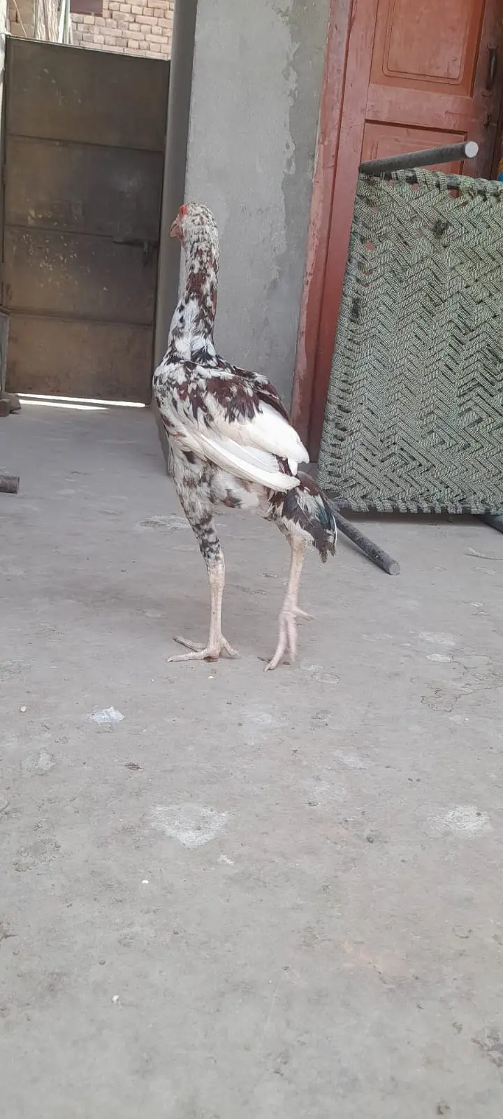 Aseel for sale Minwali and Sindhi Cross ( 03127185134 ) — photo 9