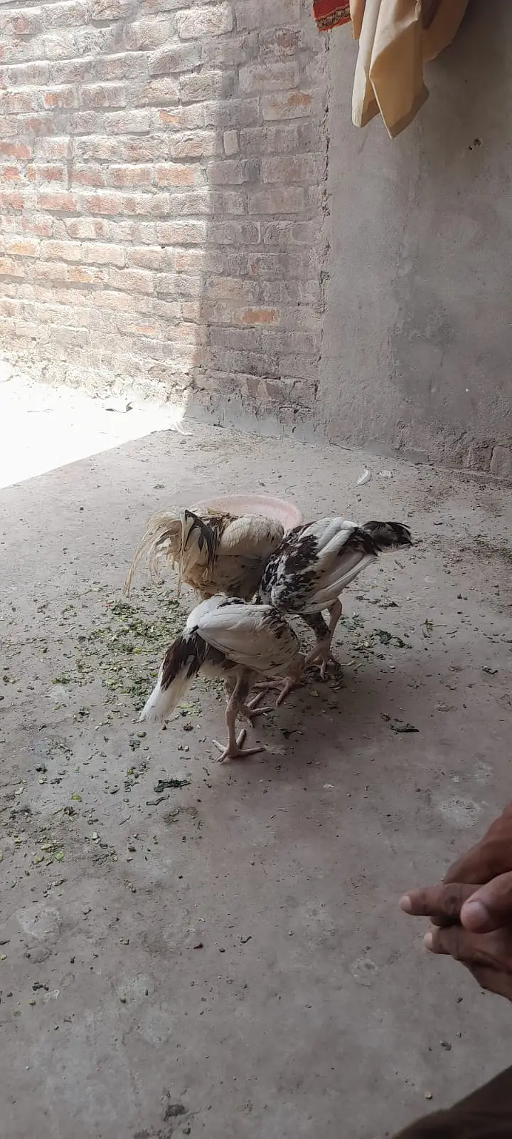 Aseel for sale Minwali and Sindhi Cross ( 03127185134 ) — photo 10