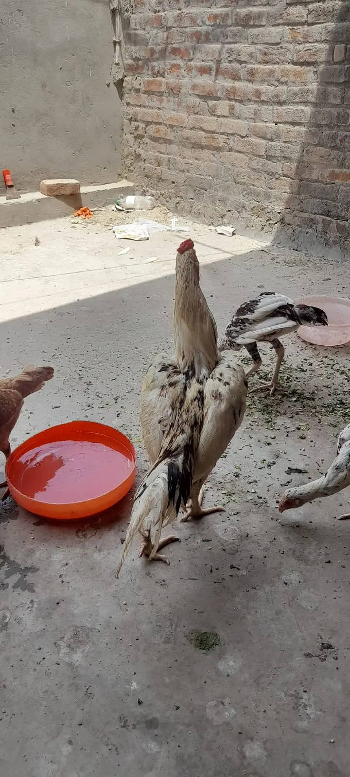 Aseel for sale Minwali and Sindhi Cross ( 03127185134 ) — photo 11