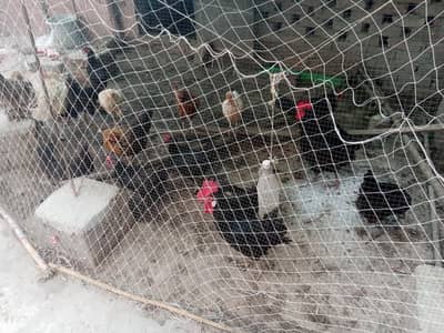 Astralope aur Desi Misri  hens eggs laying and fancy chicks for sale