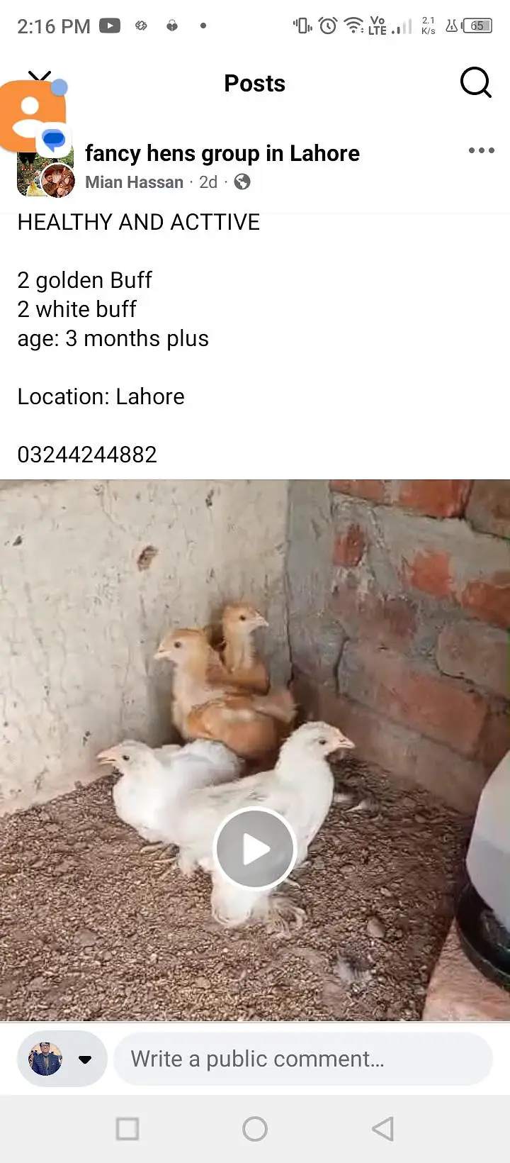 Astralope aur Desi Misri and fancy chicks for sale — photo 3