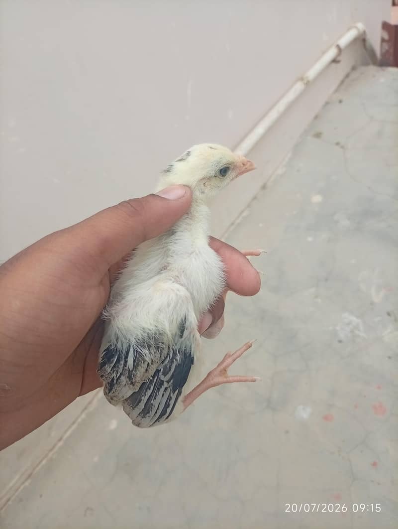 Aseel chicks 0