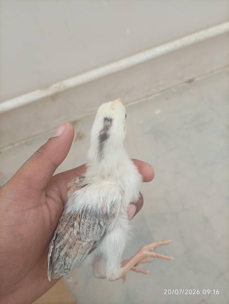 Aseel chicks 1