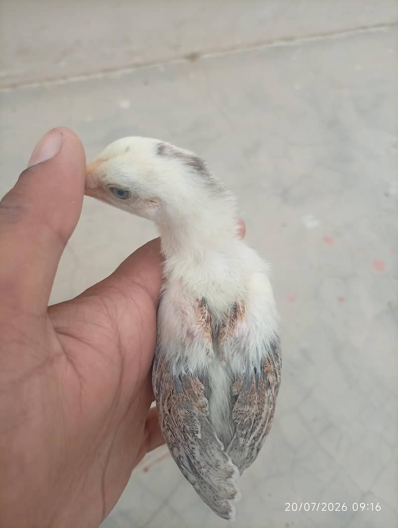 Aseel chicks 3