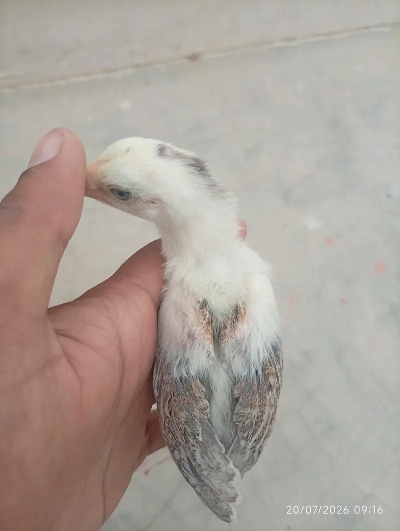 Aseel chicks — photo 4