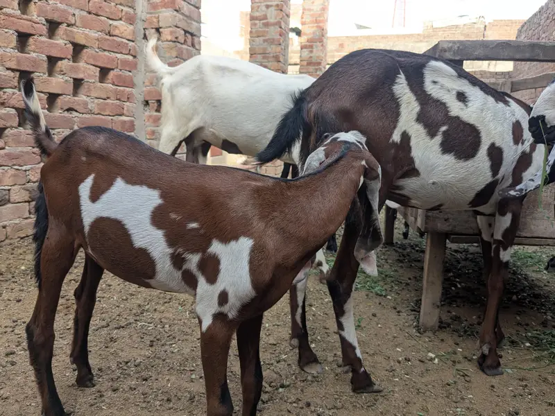 pure nagri path — photo 2