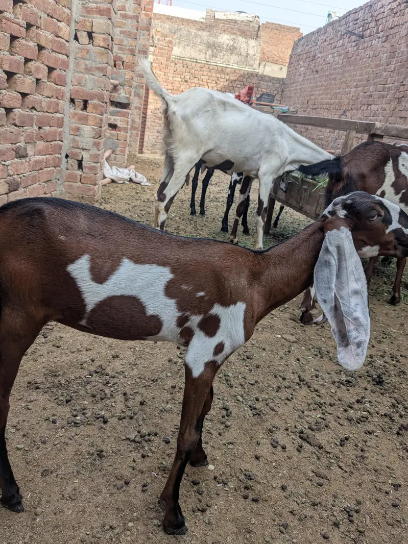 pure nagri path — photo 3