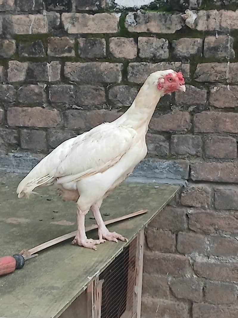 heera 0