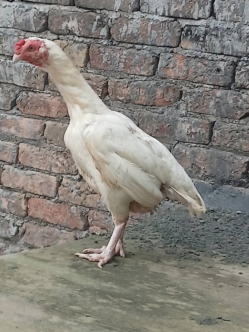 heera 3