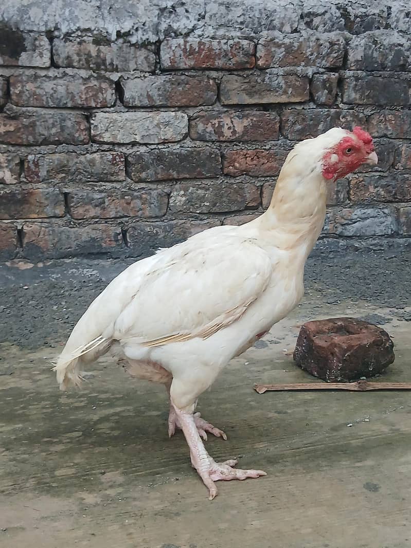 heera 4