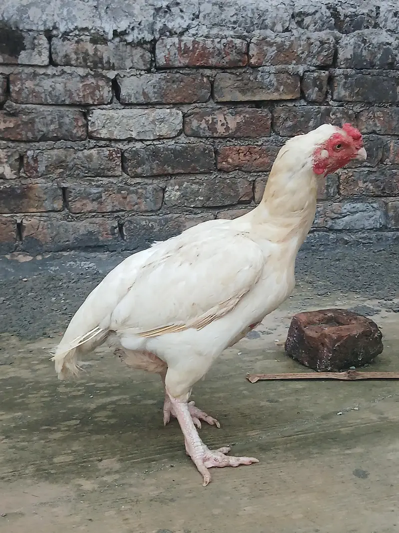 heera — photo 5