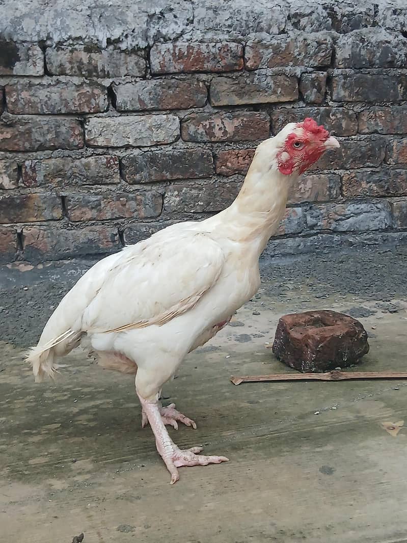 heera 5