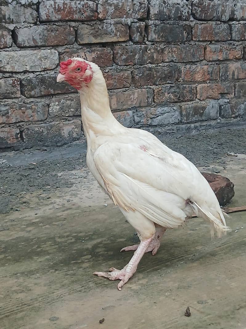 heera 6