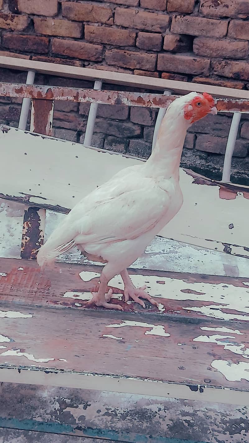 heera 8