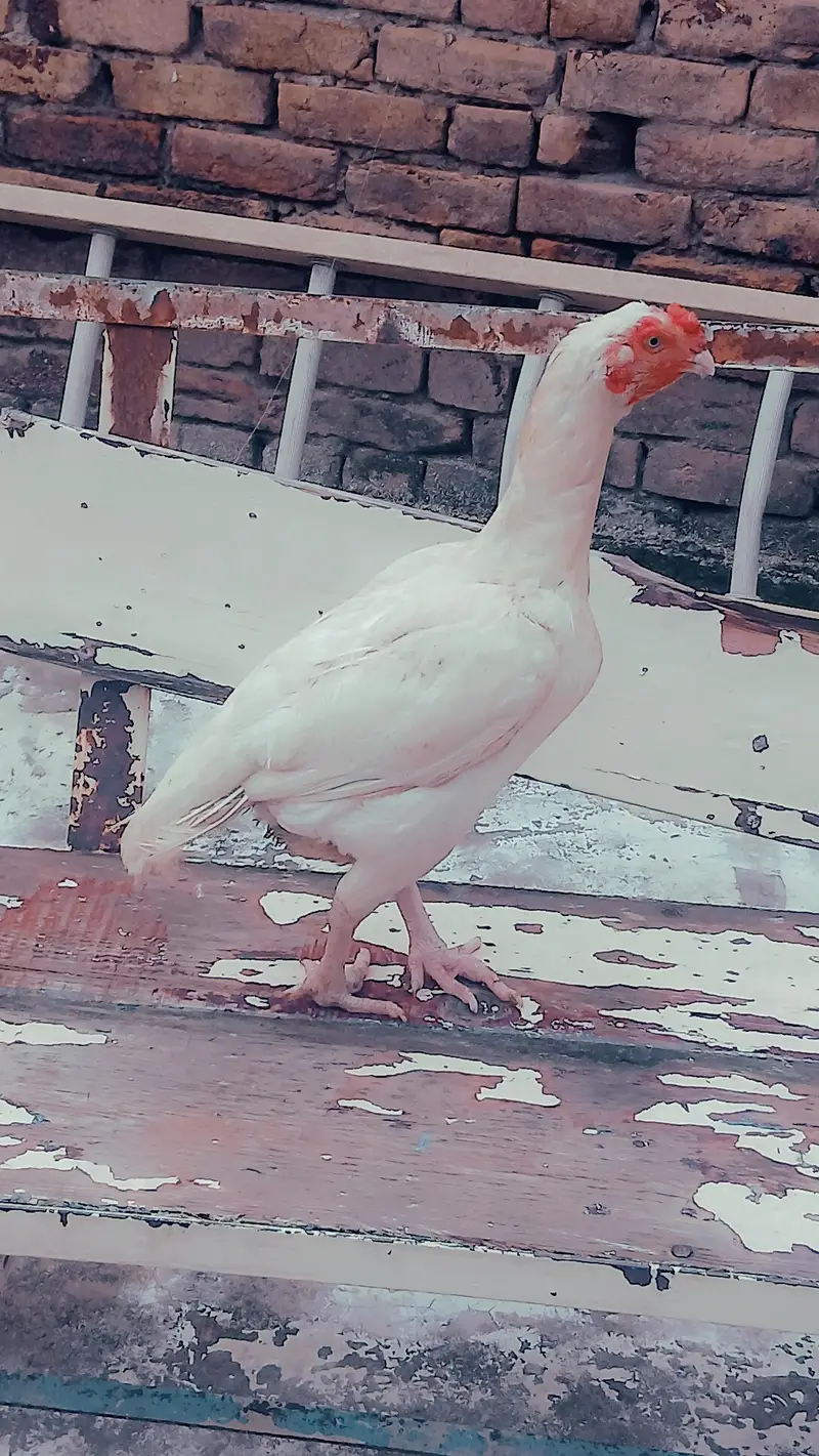 heera — photo 9
