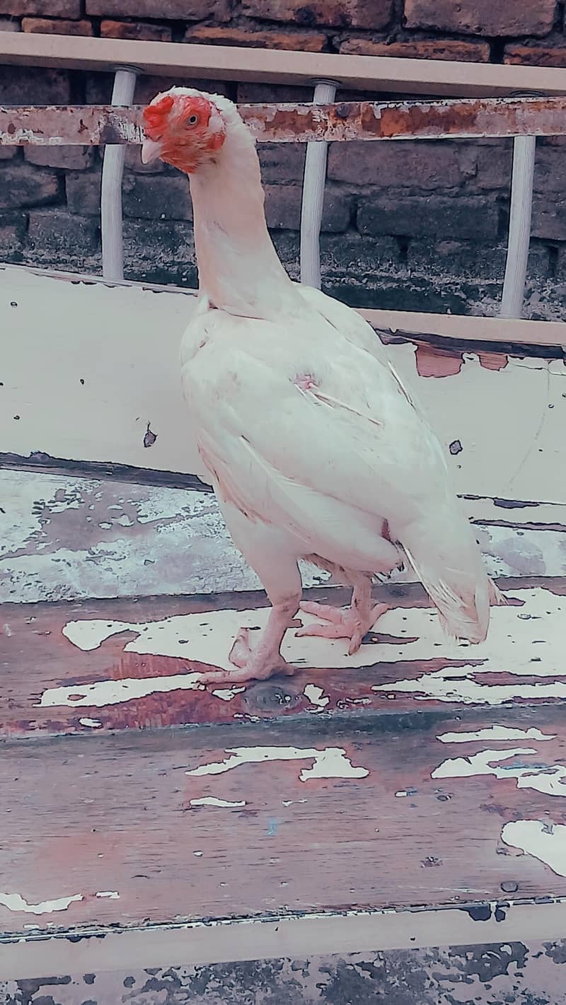 heera 9