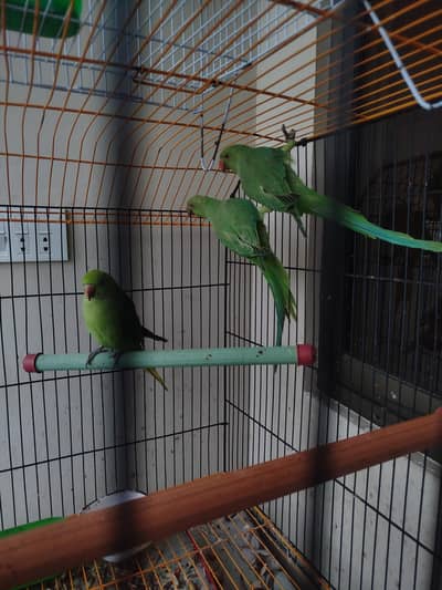 5,7 months old parrots are available