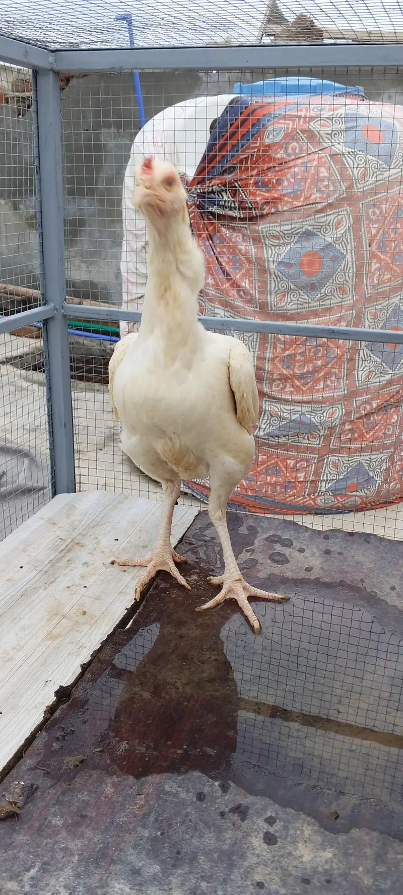 heera assel hens — photo 2