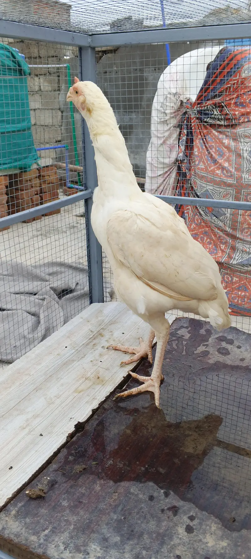 heera assel hens — photo 3