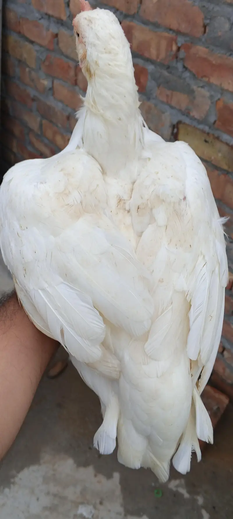 heera assel hens — photo 5