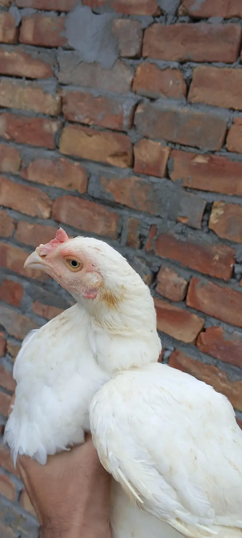 heera assel hens — photo 6