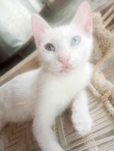 White Odd-Eyed Kitten for Sale