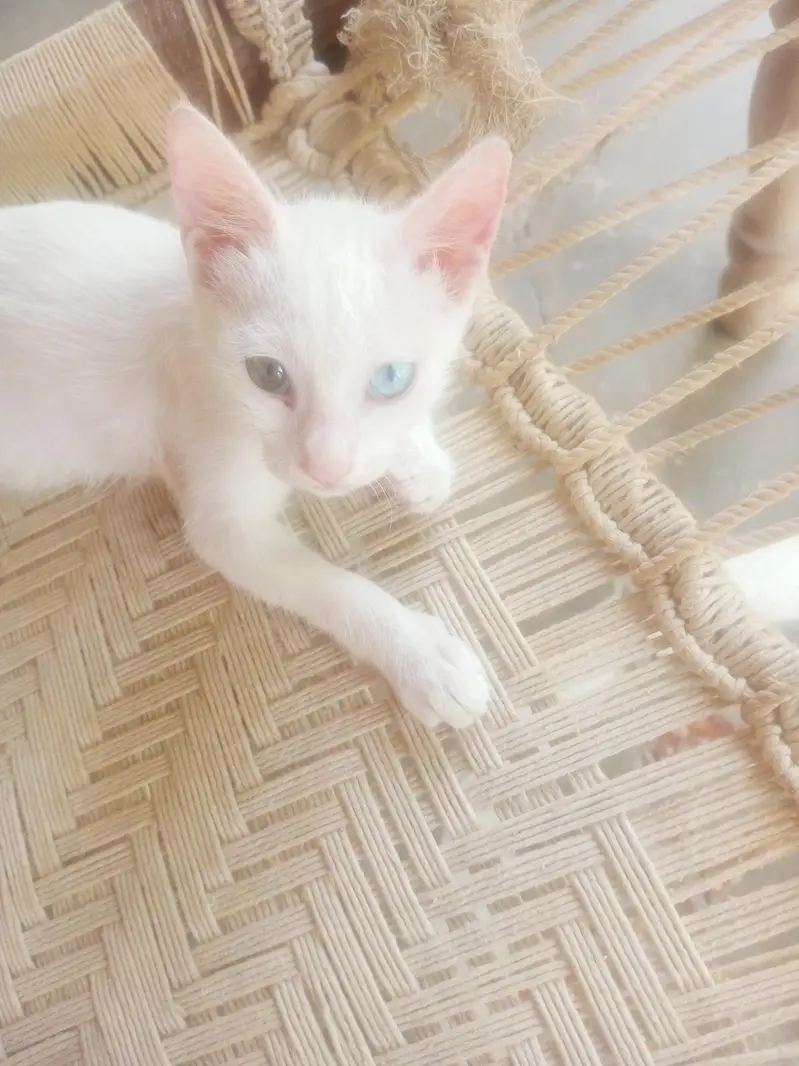 White Odd-Eyed Kitten for Sale — photo 2