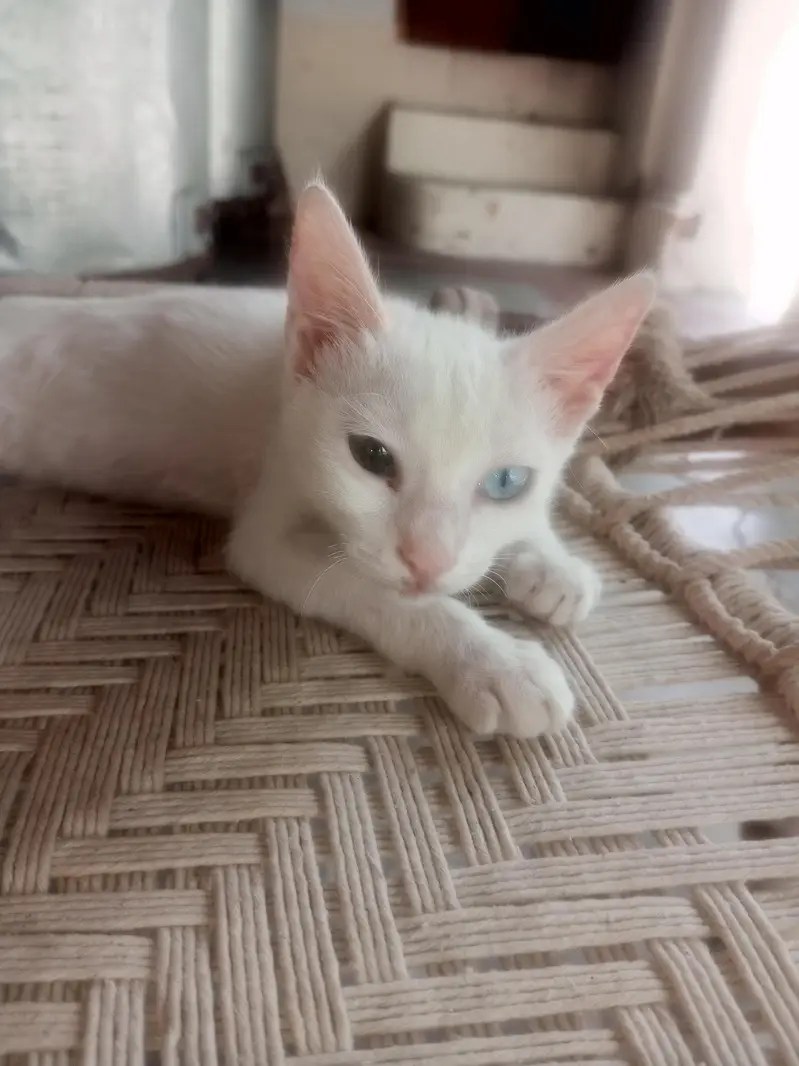 White Odd-Eyed Kitten for Sale — photo 3