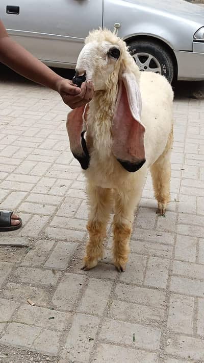 Sargodha Kajla 5 Points Ma